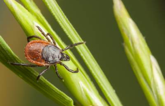 Image of a tick